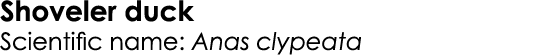 Shoveler duck Scientific name: Anas clypeata