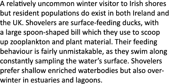 A relatively uncommon winter visitor to Irish shores but resident populations do exist in both Ireland and the UK. Sh...
