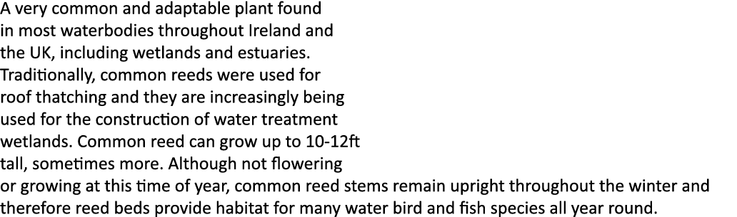 A very common and adaptable plant found in most waterbodies throughout Ireland and the UK, including wetlands and est...