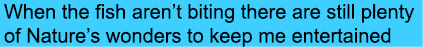 When the fish aren’t biting there are still plenty of Nature’s wonders to keep me entertained