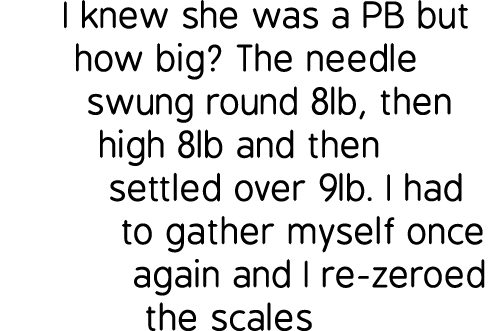 I knew she was a PB but how big? The needle swung round 8lb, then high 8lb and then settled over 9lb. I had to gather...