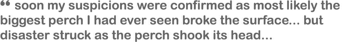 “ soon my suspicions were confirmed as most likely the biggest perch I had ever seen broke the surface... but disaste...