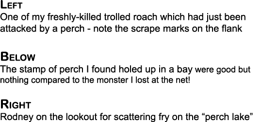 Left One of my freshly-killed trolled roach which had just been attacked by a perch - note the scrape marks on the fl...