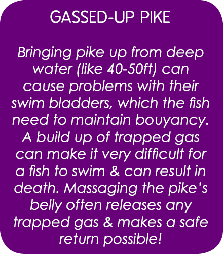 gassed-up pike Bringing pike up from deep water (like 40-50ft) can cause problems with their swim bladders, which the...