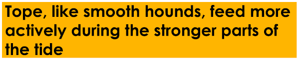 Tope, like smooth hounds, feed more actively during the stronger parts of the tide