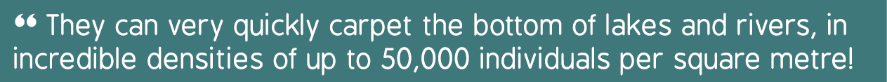 “ They can very quickly carpet the bottom of lakes and rivers, in incredible densities of up to 50,000 individuals pe...