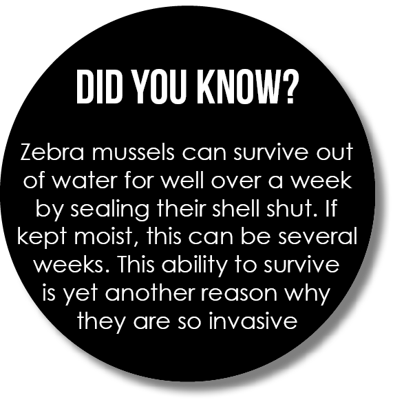  Did you know? Zebra mussels can survive out of water for well over a week by sealing their shell shut. If kept moist...