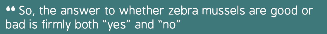 “ So, the answer to whether zebra mussels are good or  bad is firmly both “yes” and “no” 