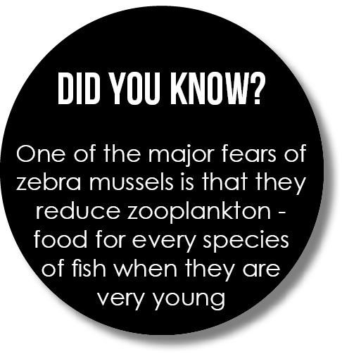  Did you know? One of the major fears of zebra mussels is that they reduce zooplankton - food for every species of fi...