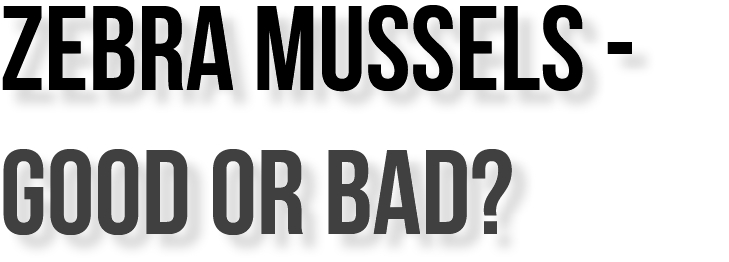 Zebra mussels - good or bad?