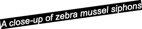 A close-up of zebra mussel siphons