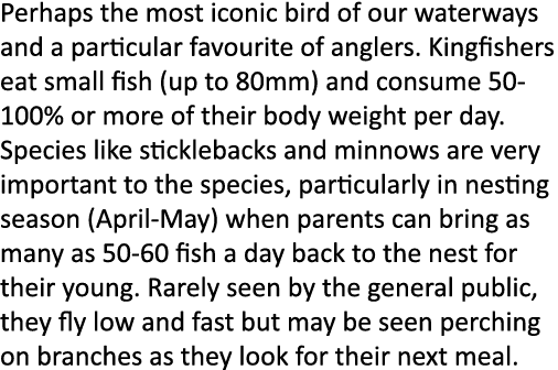 Perhaps the most iconic bird of our waterways and a particular favourite of anglers. Kingfishers eat small fish (up t...