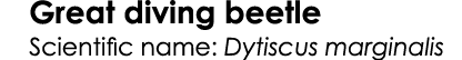 Great diving beetle Scientific name: Dytiscus marginalis