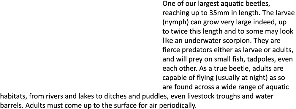 One of our largest aquatic beetles, reaching up to 35mm in length. The larvae (nymph) can grow very large indeed, up ...