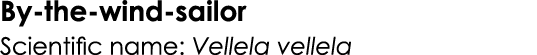 By-the-wind-sailor Scientific name: Vellela vellela