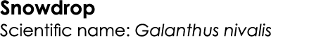 Snowdrop Scientific name: Galanthus nivalis