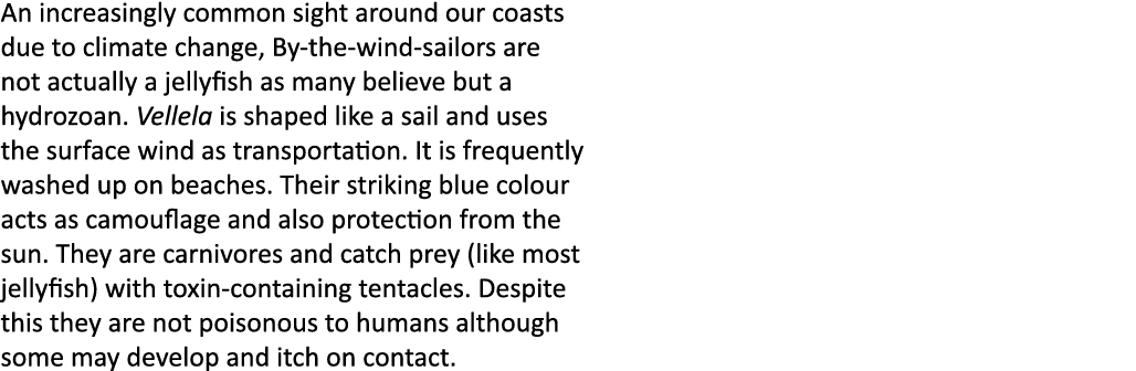 An increasingly common sight around our coasts due to climate change, By-the-wind-sailors are not actually a jellyfis...