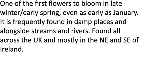 One of the first flowers to bloom in late winter/early spring, even as early as January. It is frequently found in da...