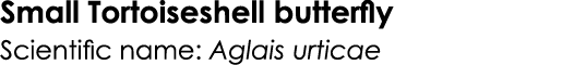 Small Tortoiseshell butterfly Scientific name: Aglais urticae 