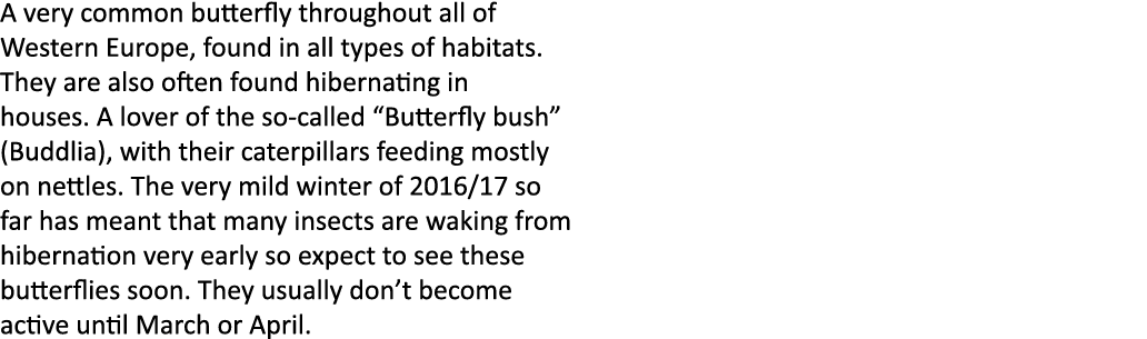 A very common butterfly throughout all of Western Europe, found in all types of habitats. They are also often found h...