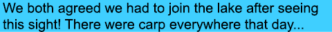 We both agreed we had to join the lake after seeing this sight! There were carp everywhere that day...