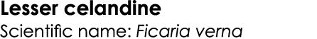 Lesser celandine Scientific name: Ficaria verna