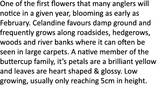 One of the first flowers that many anglers will notice in a given year, blooming as early as February. Celandine favo...