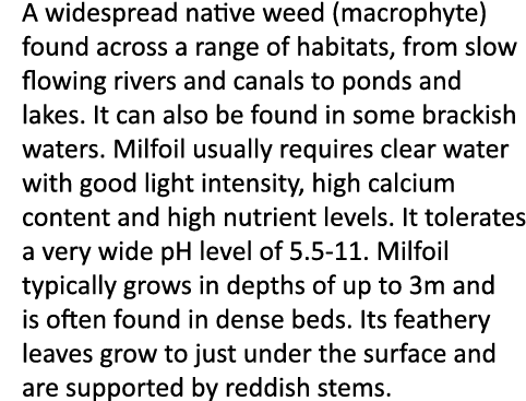 A widespread native weed (macrophyte) found across a range of habitats, from slow flowing rivers and canals to ponds ...