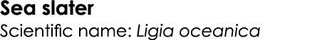 Sea slater Scientific name: Ligia oceanica
