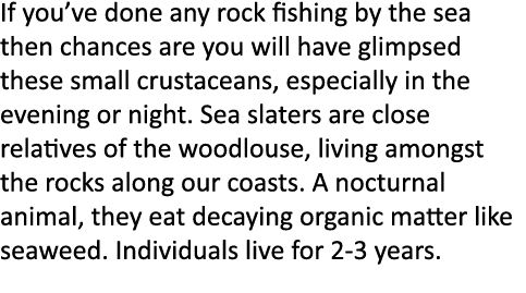 If you’ve done any rock fishing by the sea then chances are you will have glimpsed these small crustaceans, especiall...