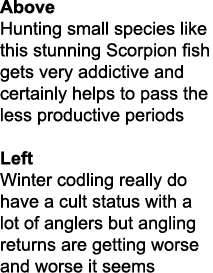 Above Hunting small species like this stunning Scorpion fish gets very addictive and certainly helps to pass the less...