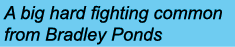 A big hard fighting common from Bradley Ponds