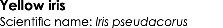 Yellow iris Scientific name: Iris pseudacorus