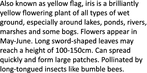 Also known as yellow flag, iris is a brilliantly yellow flowering plant of all types of wet ground, especially around...