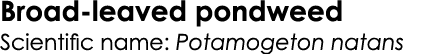 Broad-leaved pondweed Scientific name: Potamogeton natans