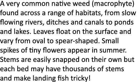 A very common native weed (macrophyte) found across a range of habitats, from slow flowing rivers, ditches and canals...