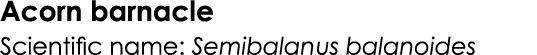 Acorn barnacle Scientific name: Semibalanus balanoides