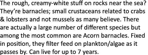 The rough, creamy-white stuff on rocks near the sea? They’re barnacles; small crustaceans related to crabs & lobsters...