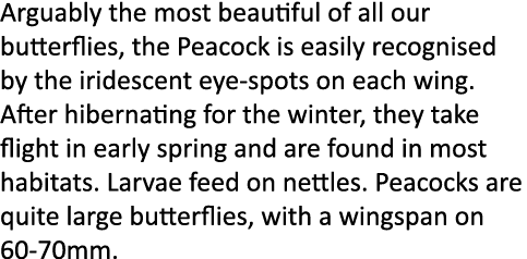 Arguably the most beautiful of all our butterflies, the Peacock is easily recognised by the iridescent eye-spots on e...