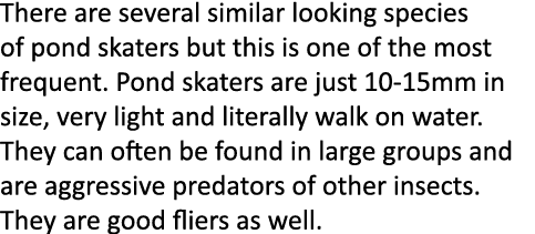 There are several similar looking species of pond skaters but this is one of the most frequent. Pond skaters are just...