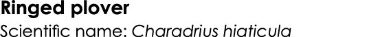 Ringed plover Scientific name: Charadrius hiaticula 