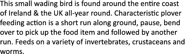 This small wading bird is found around the entire coast of Ireland & the UK all-year round. Characteristic plover fee...