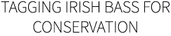 Tagging Irish bass for conservation