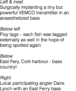 Left & inset Surgically implanting a tiny but powerful VEMCO transmitter in an anaesthetized bass Below left Floy tag...