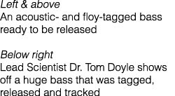 Left & above An acoustic- and floy-tagged bass ready to be released Below right Lead Scientist Dr. Tom Doyle shows of...