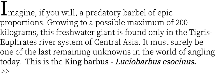 Imagine, if you will, a predatory barbel of epic proportions. Growing to a possible maximum of 200 kilograms, this fr...