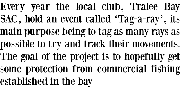 Every year the local club, Tralee Bay SAC, hold an event called ‘Tag-a-ray’, its main purpose being to tag as many ra...