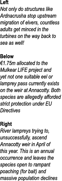 Left Not only do structures like Ardnacrusha stop upstream migration of elvers, countless adults get minced in the tu...