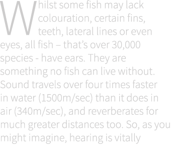 Whilst some fish may lack colouration, certain fins, teeth, lateral lines or even eyes, all fish – that’s over 30,000...