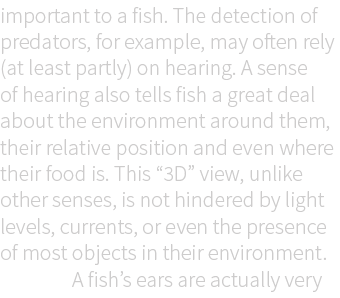 important to a fish. The detection of predators, for example, may often rely (at least partly) on hearing. A sense of...